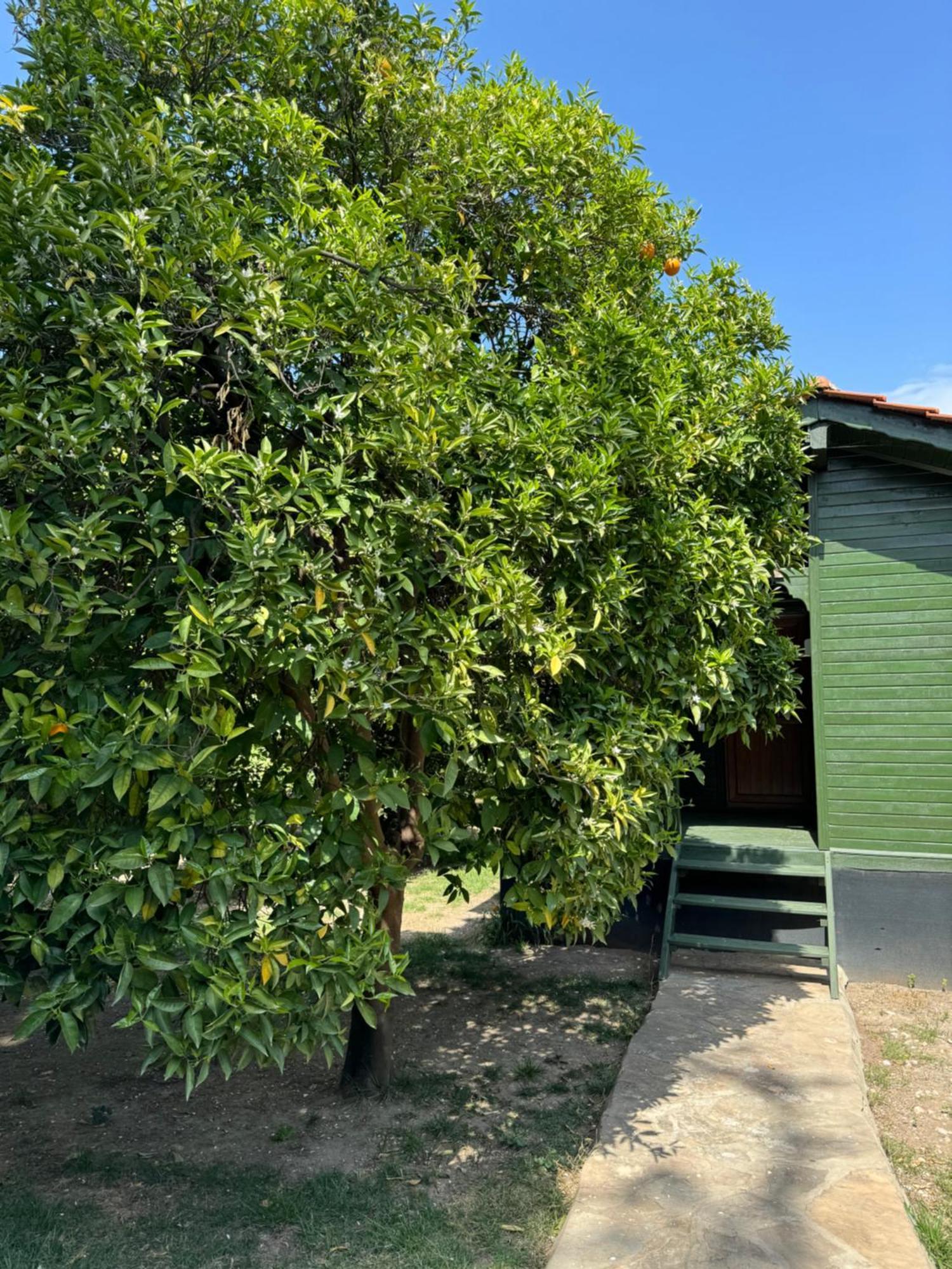 Hotel Yavuz Bungalow Cirali Exterior photo